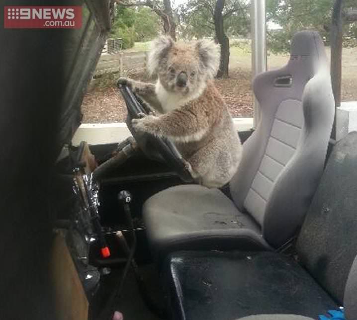 حيوان الكوالا يحاول قيادة لاندروفر أسترالية