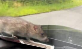 فأر يظهر فجأة فوق غطاء محرك سيارة أثناء سيرها على الطريق