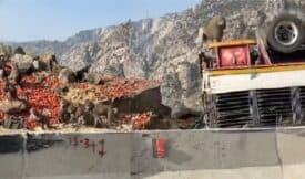 قرود تغزو شاحنة طماطم منقلبة بالسعودية