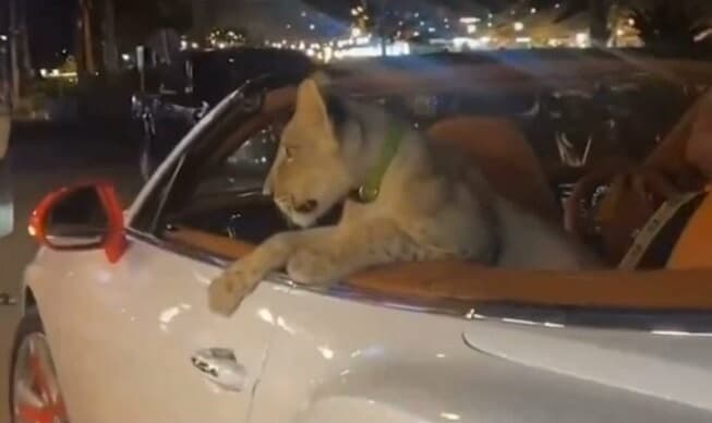 حيوان مفترس يذهب في نزهة بسيارة بنتلي مكشوفة