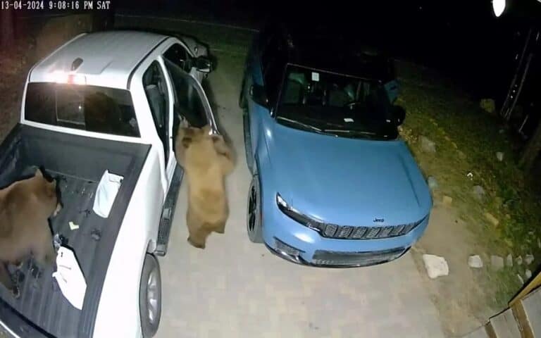 الدببة الجائعة تفتح أبواب السيارات