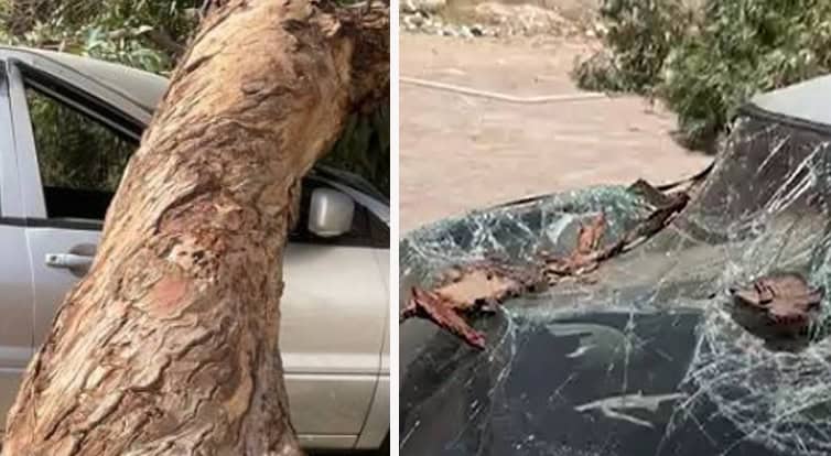 سقوط شجرة عملاقة على سيارة